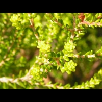 Erica Formosa (fam. Ericacees) (Afr. du sud) (Parc de la tete d'or) (3)